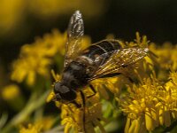 Eristalis pertinax 39, Kegelbijvlieg, Saxifraga-Jan van der Straaten