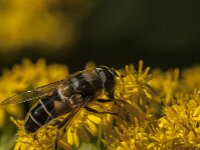 Eristalis pertinax 41, Kegelbijvlieg, Saxifraga-Jan van der Straaten