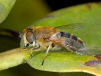 Eristalis similis