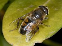 Eristalis tenax