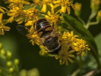 Eristalis tenax 101, Blinde bij, Saxifraga-Jan van der Straaten