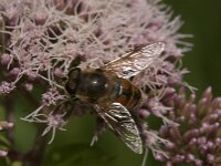 Eristalis tenax 108, Blinde bij, Saxifraga-Jan van der Straaten