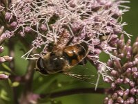 Eristalis tenax 109, Blinde bij, Saxifraga-Jan van der Straaten