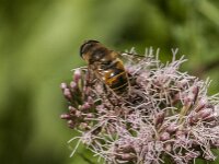 Eristalis tenax 116, Blinde bij, Saxifraga-Jan van der Straaten