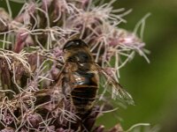Eristalis tenax 127, Blinde bij, Saxifraga-Jan van der Straaten