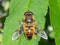 Eristalis tenax 44, Blinde bij, Saxifraga-Ben Delbaere