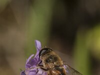 Eristalis tenax 92, Blinde bij, Saxifraga-Jan van der Straaten