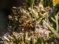 Eristalis tenax 97, Blinde bij, Saxifraga-Jan van der Straaten