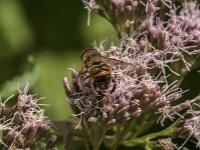Eristalis tenax 99, Blinde bij, Saxifraga-Jan van der Straaten
