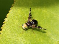 Euleia heraclei