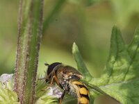 Eupeodes latifasciatus 1, Gele kommazweefvlieg, Saxifraga-Rutger Barendse