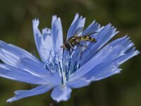 Eupeodes corollae 14, Terrasjeskommazweefvlieg, Saxifraga-Jan van der Straaten