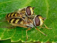 Eupeodes corollae 7, Terrasjeskommazweefvlieg, Saxifraga-Ab H. Baas