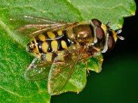 Eupeodes corollae 8, Terrasjeskommazweefvlieg, Saxifraga-Ab H. Baas