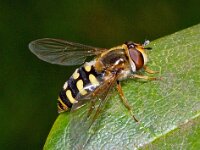 Eupeodes luniger #01206 : Eupeodes luniger, Grote Kommazwever, female