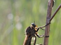 Eutolmus rufibarbis 1, Roodbaardroofvlieg, Saxifraga-Rutger Barendse