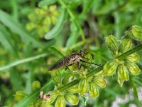 Eutolmus rufibarbis 5, Roodbaardroofvlieg, Saxifraga-Ben Delbaere