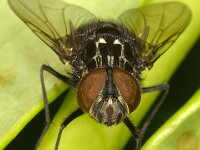 Graphomya maculata 2, Saxifraga-Ab H Baas