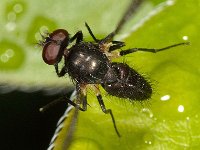 Hebecnema sp 1, Saxifraga-Ab H Baas