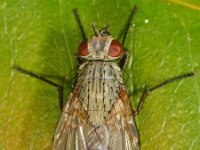 Helina sp