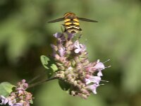 Helophilus hybridus 17, Moeraspendelvlieg, Saxifraga-Jan van der Straaten