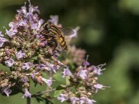 Helophilus hybridus 9, Moeraspendelvlieg, Saxifraga-Jan van der Straaten