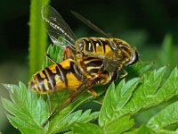 Helophilus pendulus 25, Gewone pendelvlieg, Saxifraga-Ab H Baas