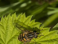 Helophilus pendulus 51, Gewone pendelvlieg, Saxifraga-Jan van der Straaten
