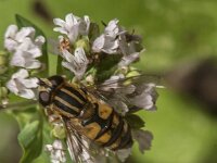 Helophilus pendulus 57, Gewone pendelvlieg, Saxifraga-Jan van der Straaten