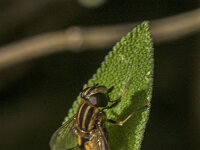 Helophilus pendulus 62, Gewone pendelvlieg, Saxifraga-Jan van der Straaten