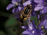 Helophilus trivittatus 1, Citroenpendelvlieg, female, Saxifraga-Frits Bink