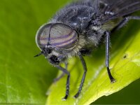 Hybomitra micans 01 #01592 : Hybomitra micans, Horse fly, Paardevlieg, male