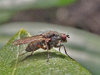 Hydrophoria linogrisea 1, Saxifraga-Ab H Baas