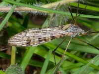 Limnophila schranki