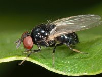Lonchaeidae sp 2, Saxifraga-Ab H Baas