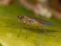 Lonchoptera lutea