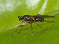 Lonchoptera #12220 : Lonchoptera, Spear-winged fly