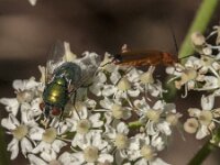 Lucilia sericata 3, Groene vleesvlieg, Saxifraga-Jan van der Straaten