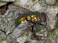 Lucilia sp