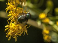 Lucilia sp 30, Vleesvlieg, Saxifraga-Jan van der Straaten