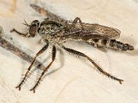 Machimus atricapillus 8, Gewone roofvlieg, male, Saxifraga-Ab H Baas