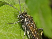 Macrophya albicincta