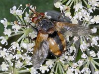 Tachina  fera/magnicornis 01 #03749  Sluipvlieg 01 Tachina  fera/magnicornis (onderscheid tussen deze soorten is moeilijk) Stegeren : Soortenregister, Saxifraga