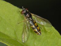 Melanostoma mellinum #08078 : Melanostoma mellinum, Gewone Driehoekszweefvlieg, female