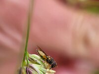 Melanostoma mellinum 12, Gewone driehoekszweefvlieg, Saxifraga-Ben Delbaere