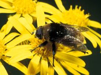 Merodon equestris 1, Grote narcisvlieg, female, Saxifraga-Frits Bink