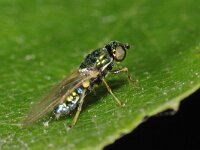 Microchrysa polita