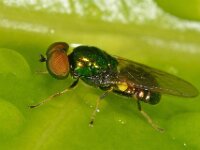 Microchrysa polita 3, Groene glimwapenvlieg, Saxifraga-Ab H Baas