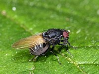 Minettia longipennis 1, Saxifraga-Ab. H Baas