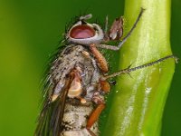 Muscidae sp